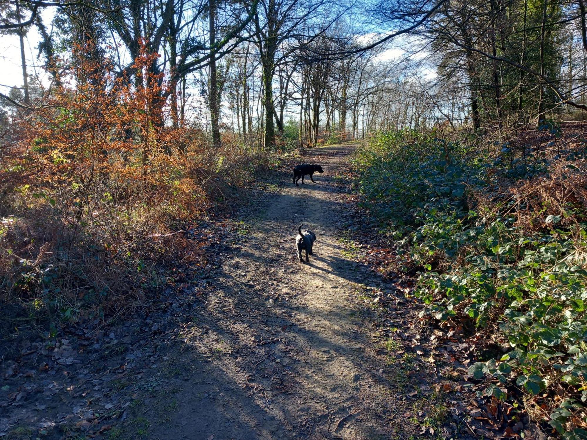 The Bungalow, Forest Of Dean Coleford  Buitenkant foto