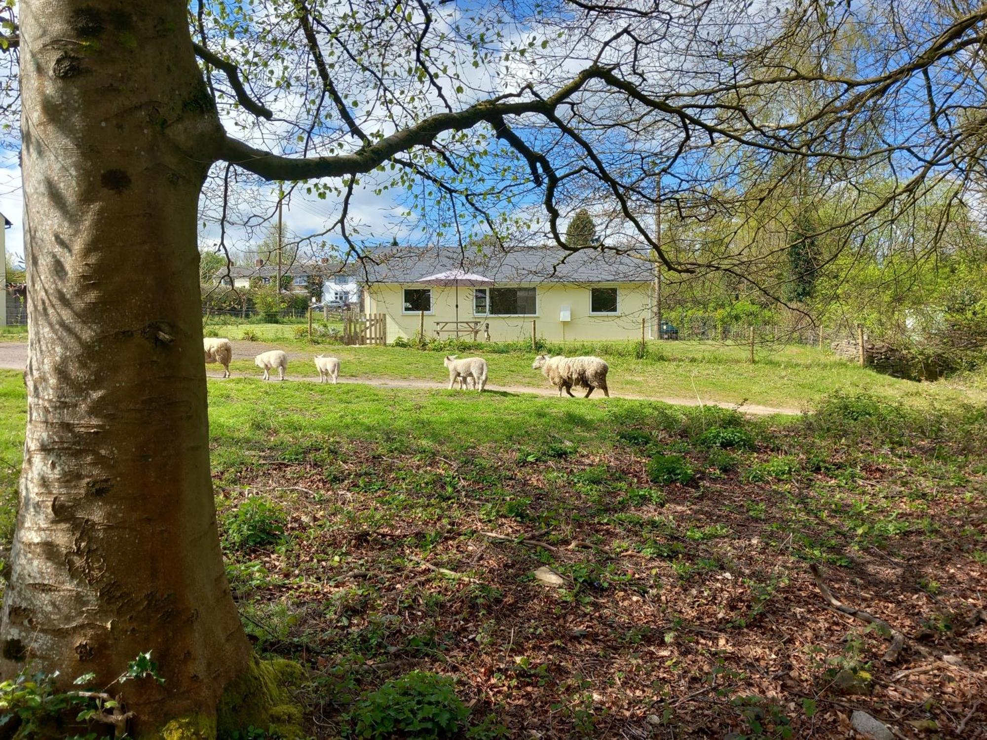 The Bungalow, Forest Of Dean Coleford  Buitenkant foto